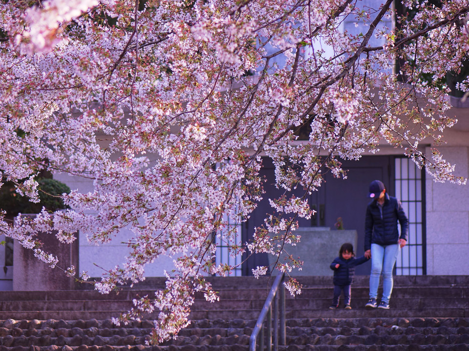 埼玉桜巡り（６枚組）