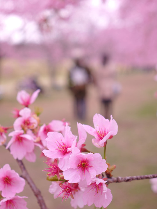 大寒桜の木の下で（６枚組）