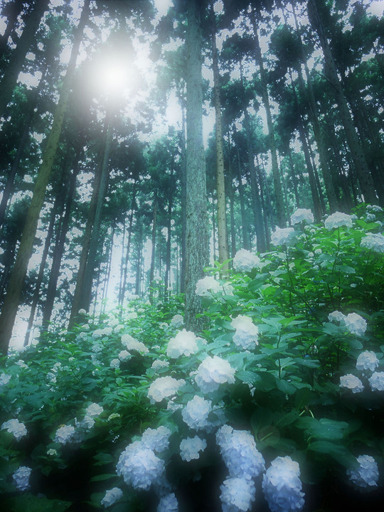 Flowers blooming in the forest(10枚組）