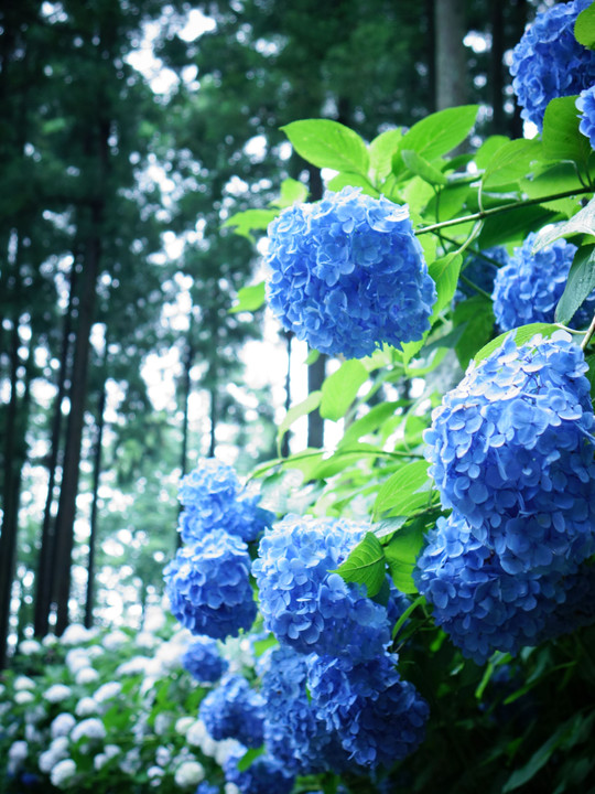 Flowers blooming in the forest(10枚組）