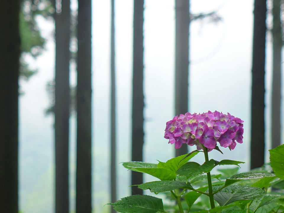 Flowers blooming in the forest(10枚組）