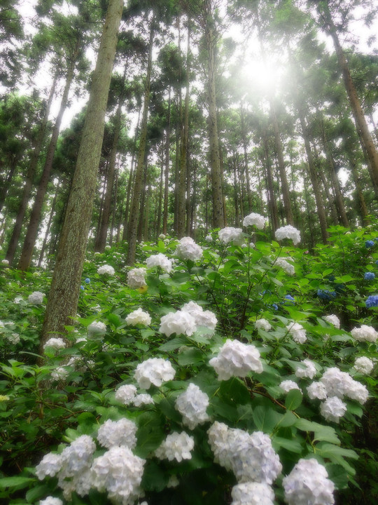 Flowers blooming in the forest(10枚組）