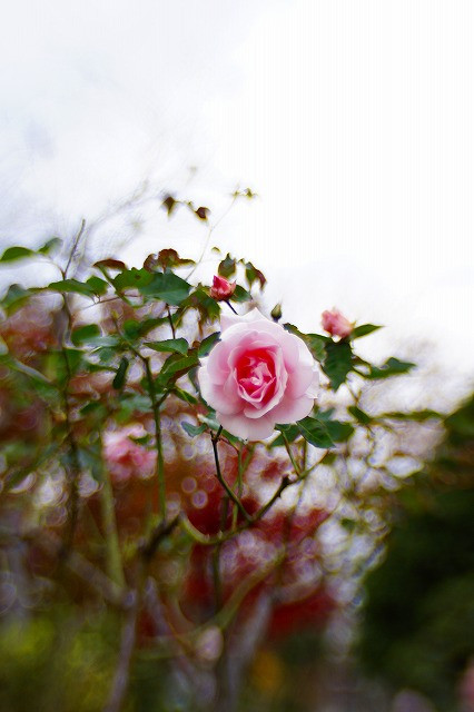冬のバラ