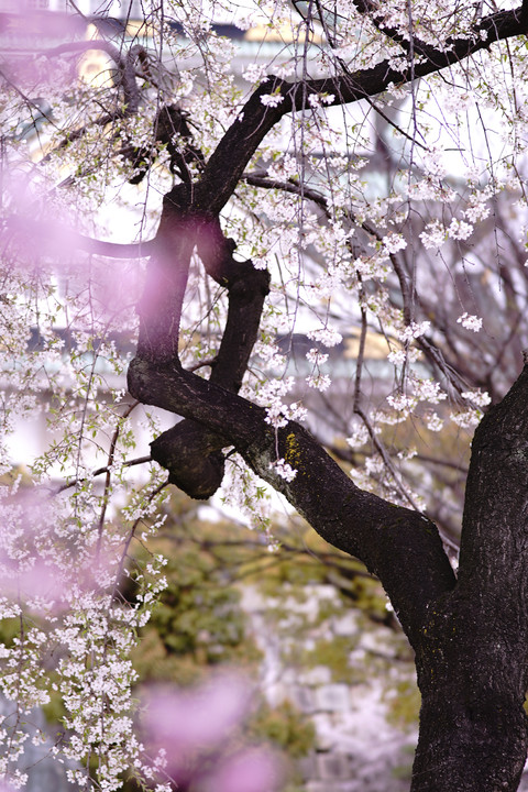 αセミナー「桜を極める！」大坂城