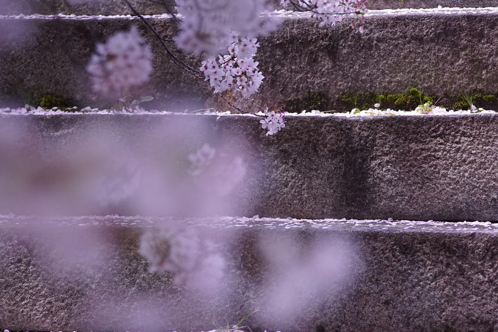 αセミナー「桜を極める！」大坂城