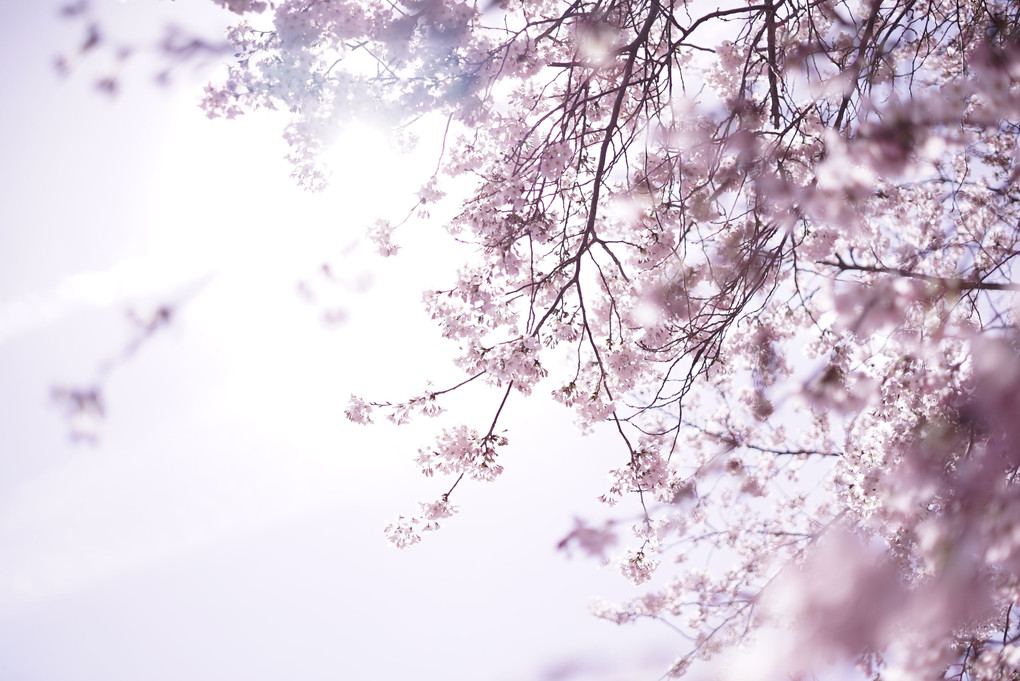 αセミナー　桜