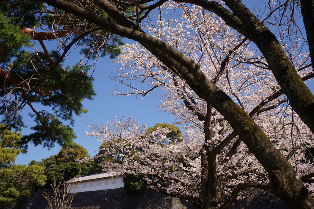 皇居の桜