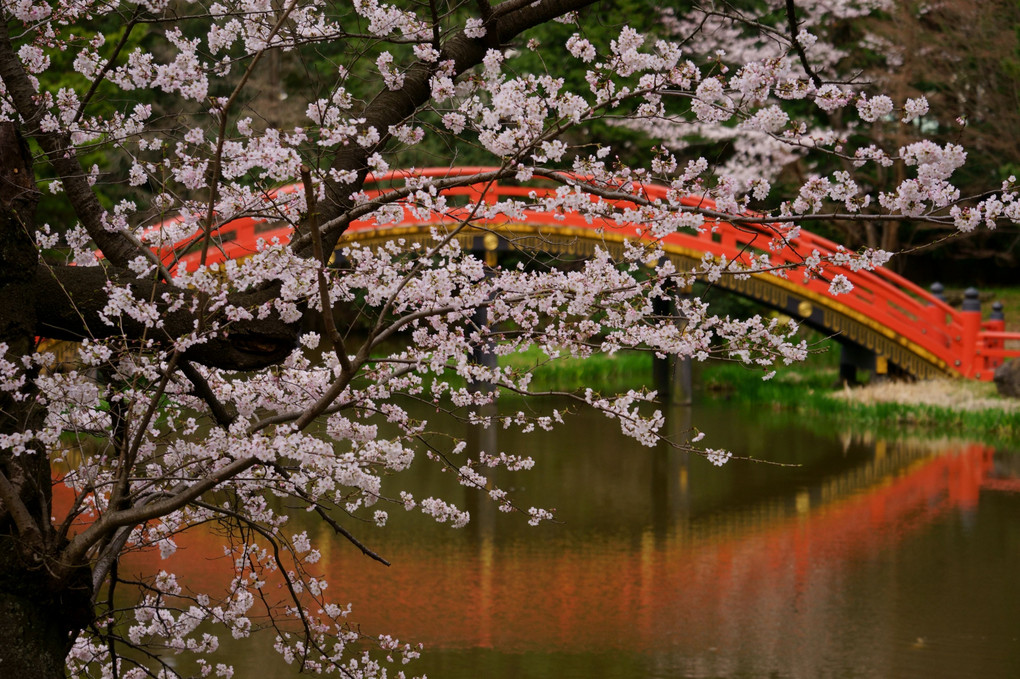 桜と朱塗り反橋