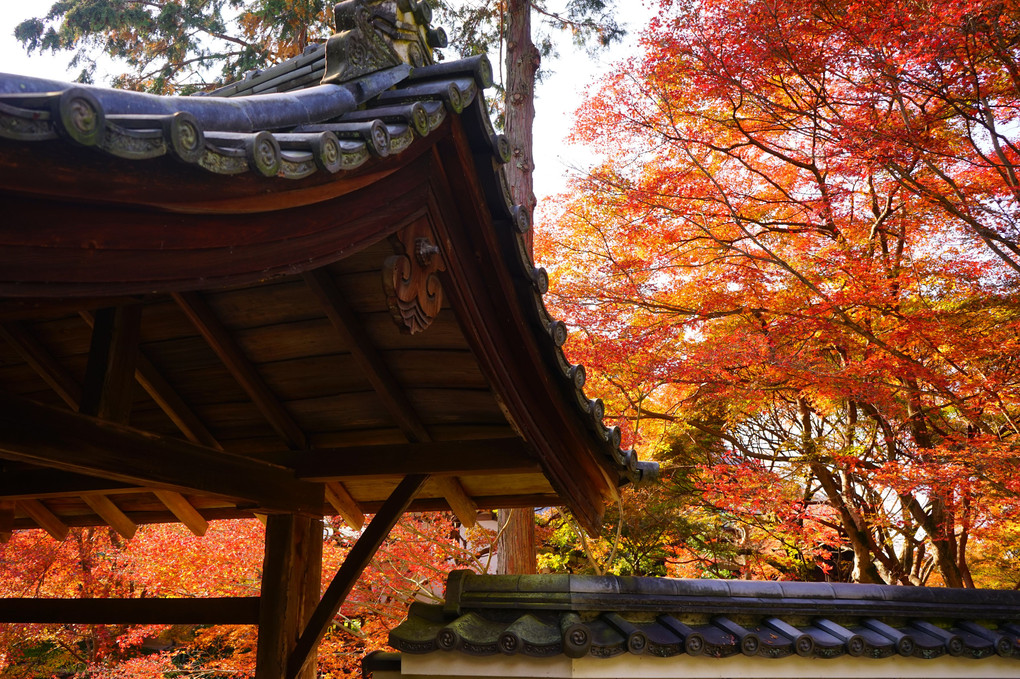 東福寺、即宗院周辺