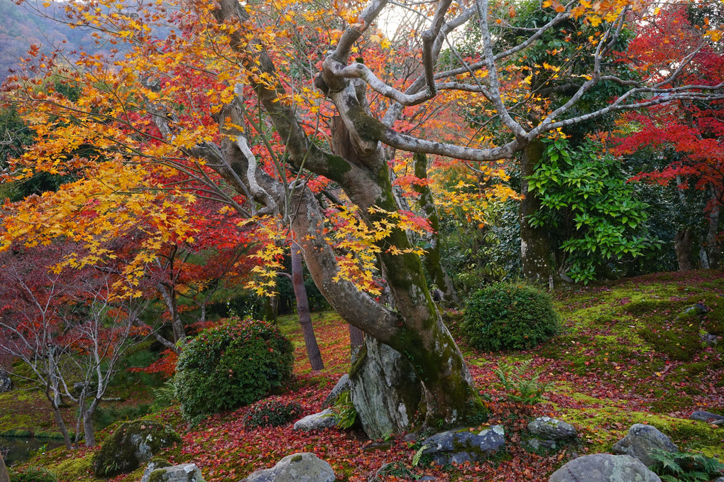 京都、天龍寺