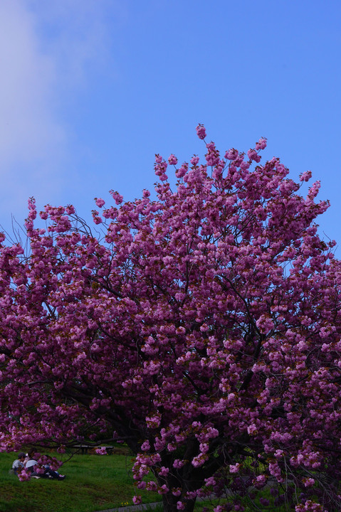 植物園の八重桜