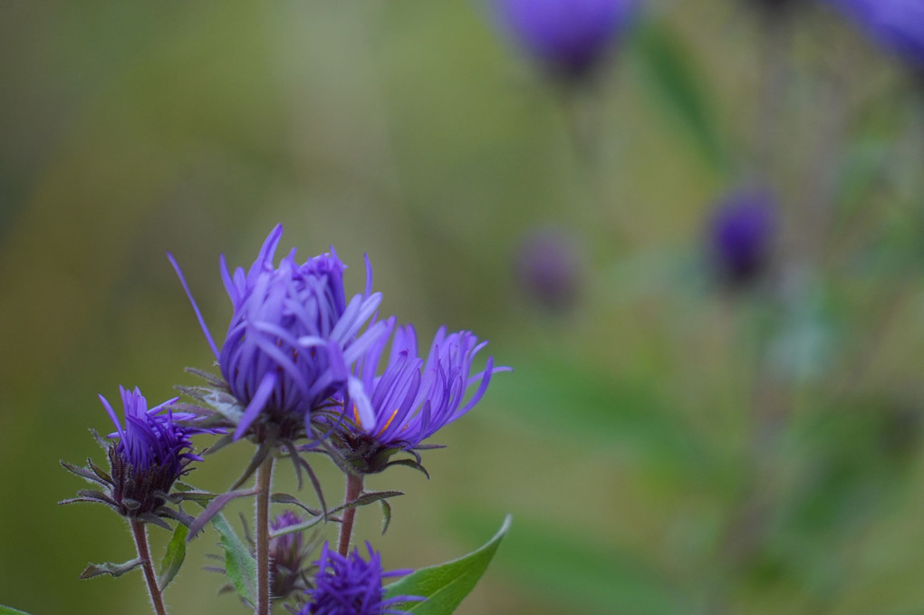 紫苑の花。