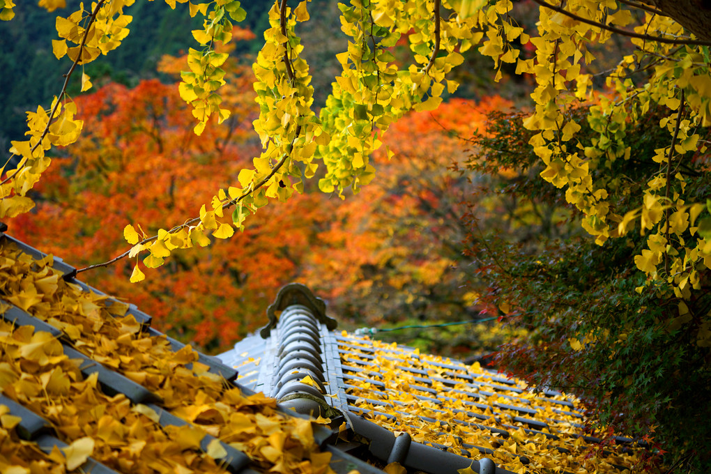 「第4回コール撮影バスツアー 今年こそ紅葉を撮るぜ！」