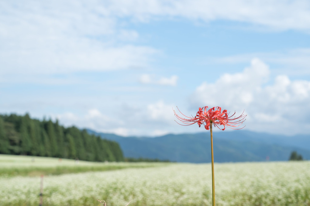 そばの花の丘で