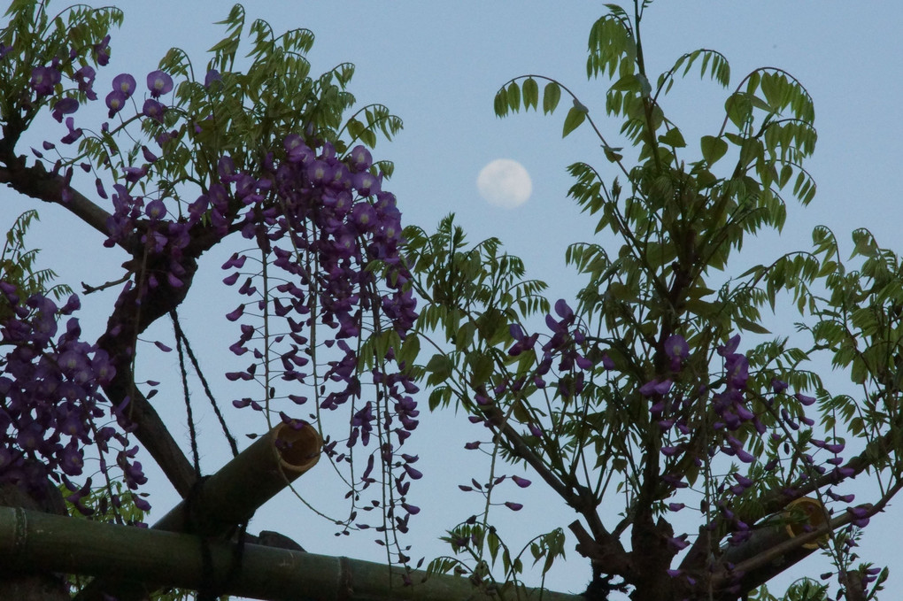 月と藤の花