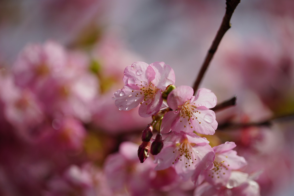 まつだ桜まつり