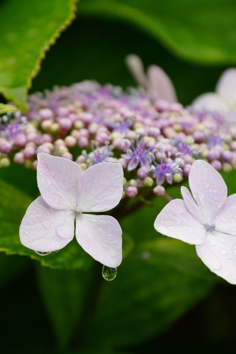 紫陽花の季節