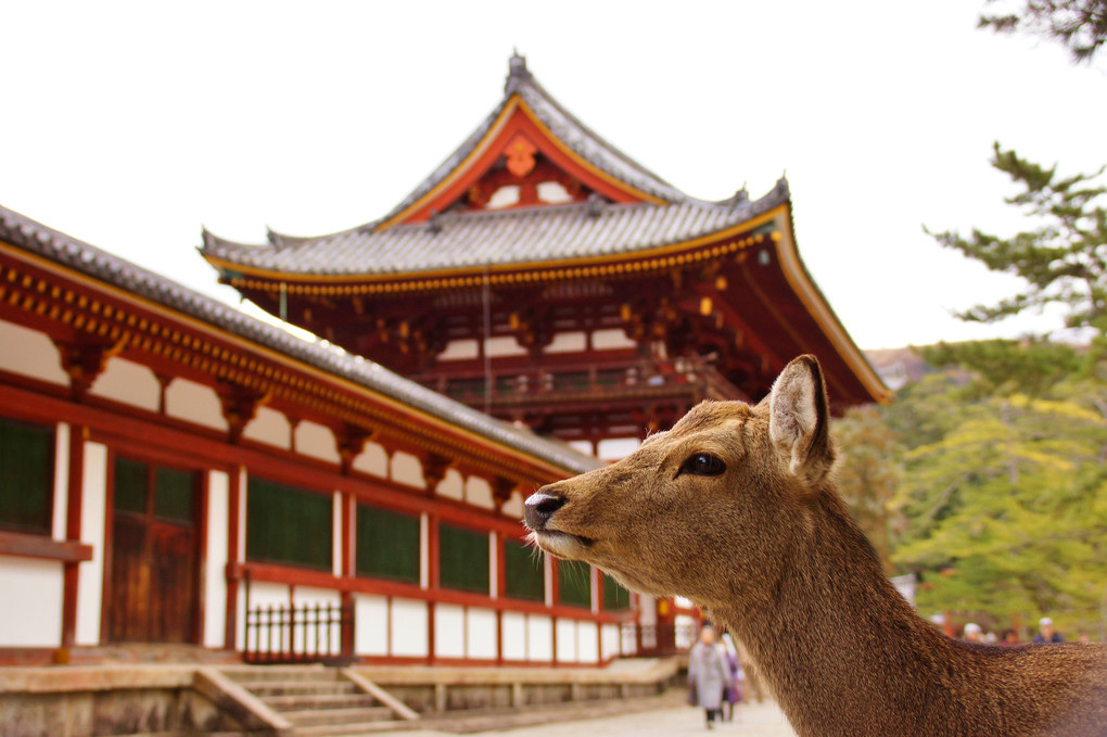 Nara旅