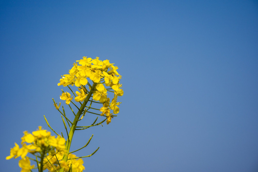 菜の花