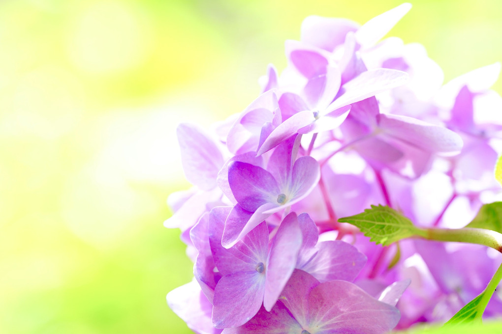 それぞれの紫陽花(6枚組)