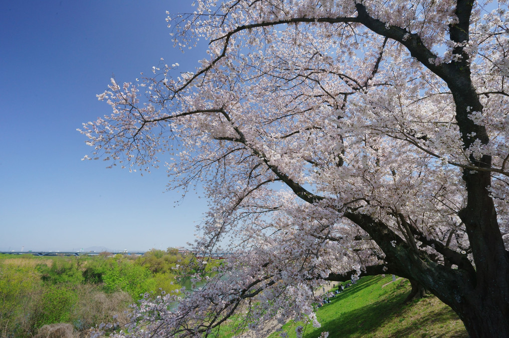 堤防の桜