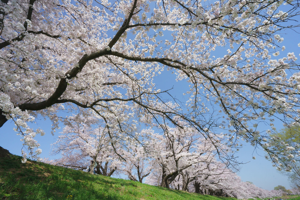 堤防の桜