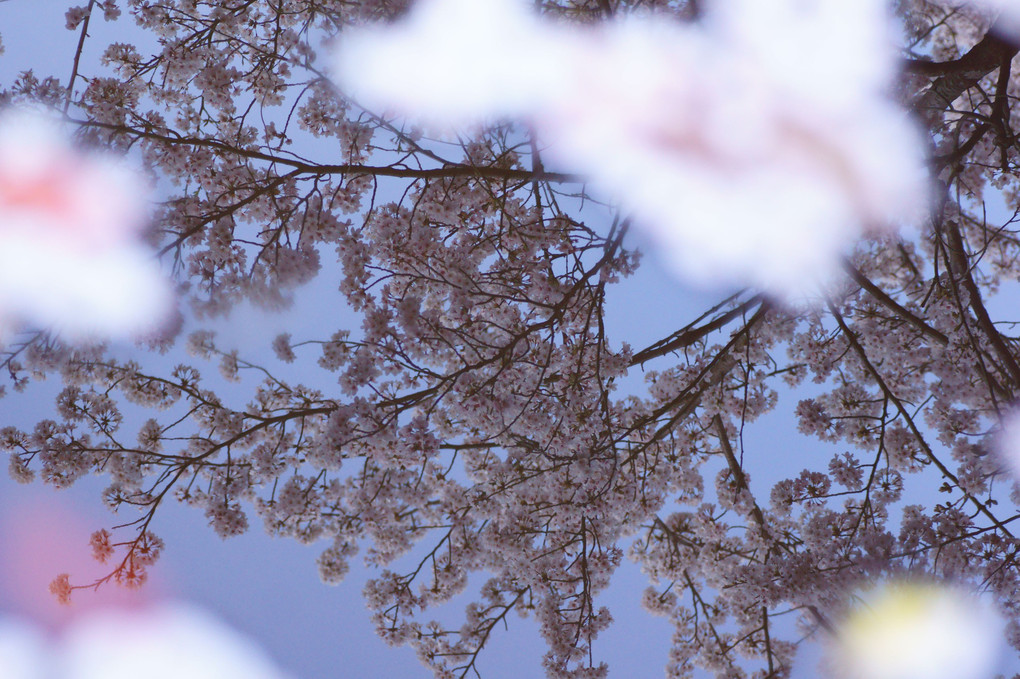 桜Reflections