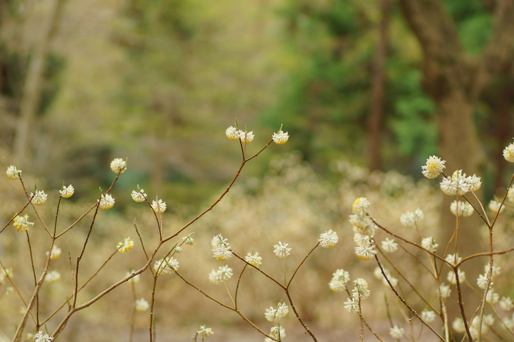 ミツマタの森