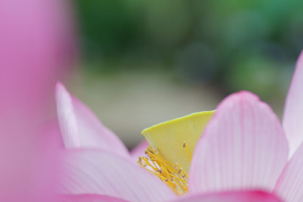 Lotus Flowers