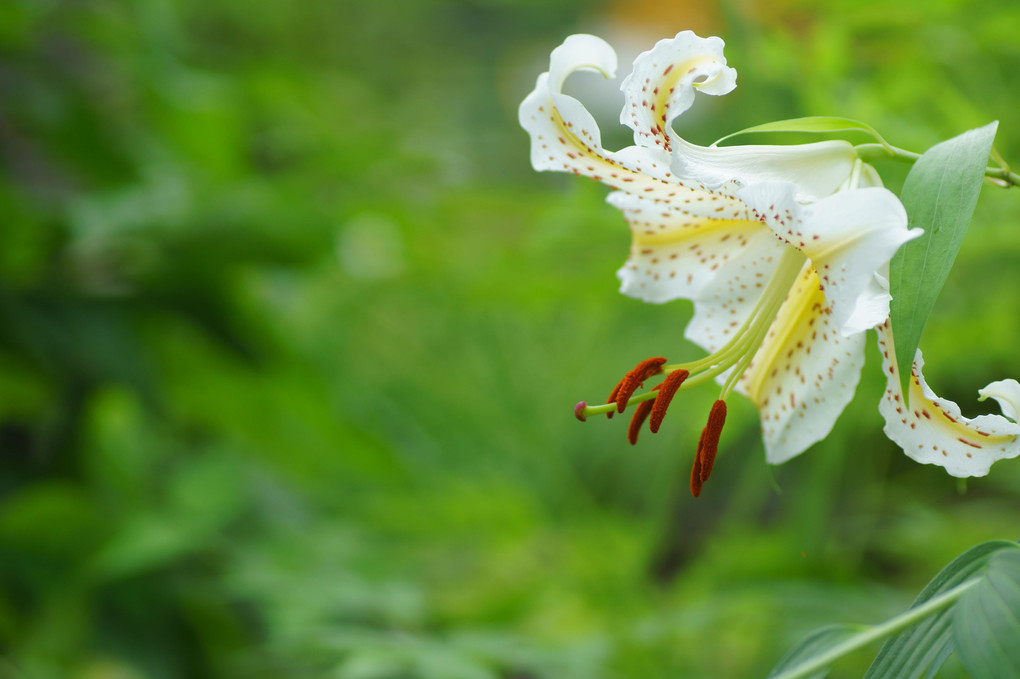 百合の花