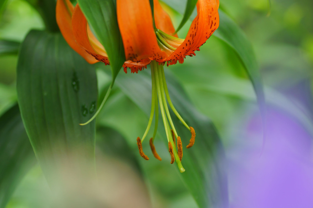 百合の花