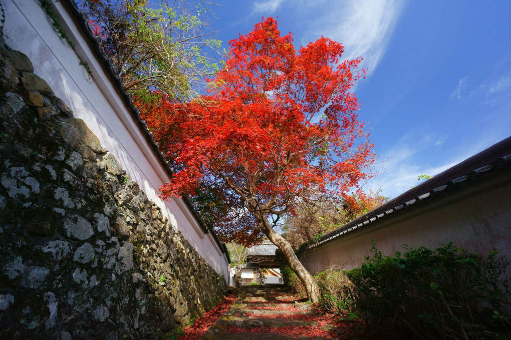 大原野紅葉散策