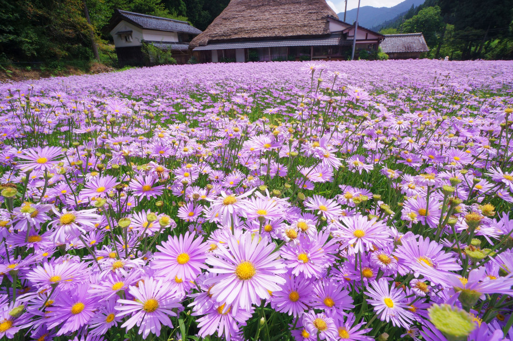 北山友禅菊