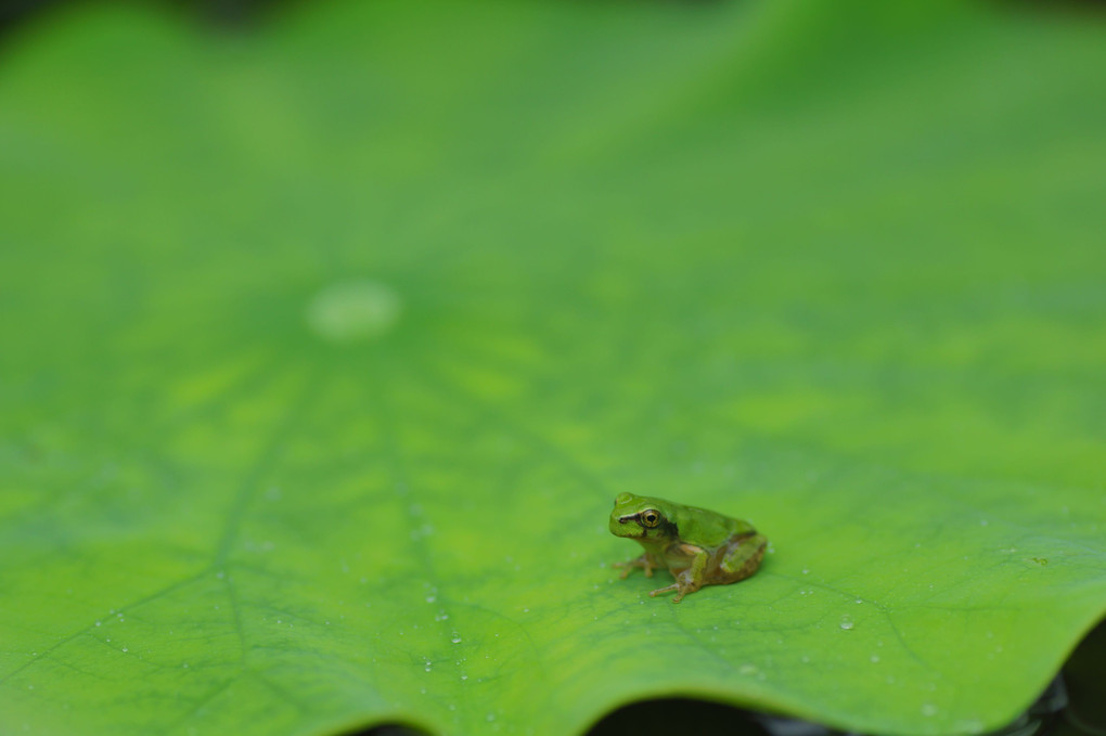 Baby FROG