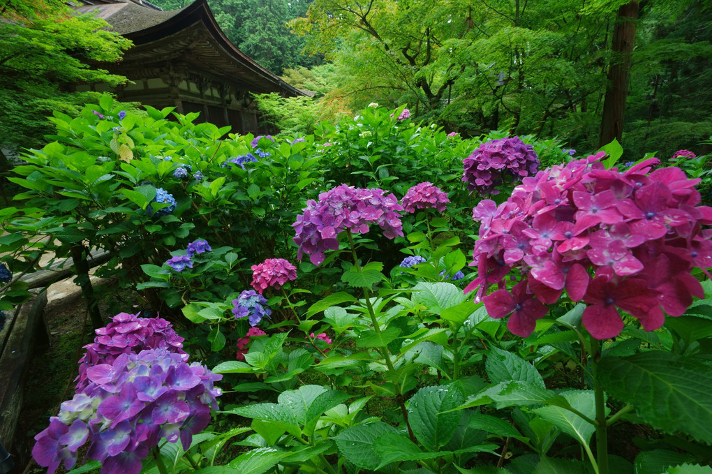 お寺の紫陽花