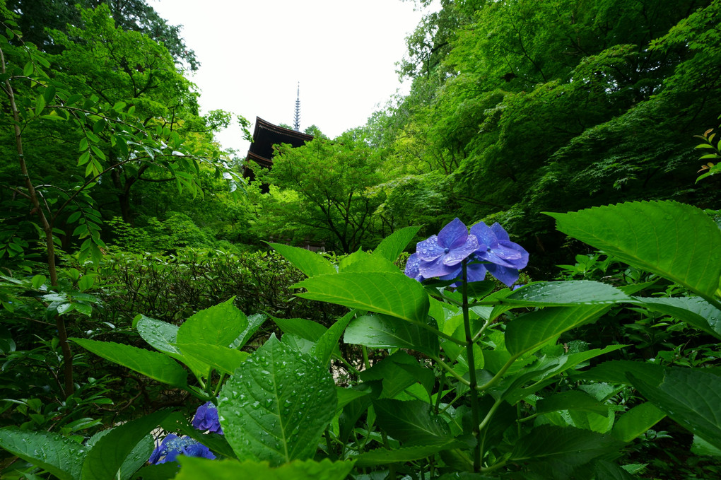 お寺の紫陽花