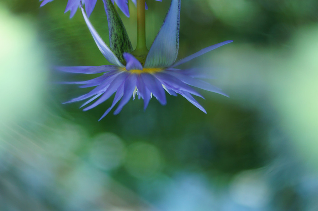 水中の華