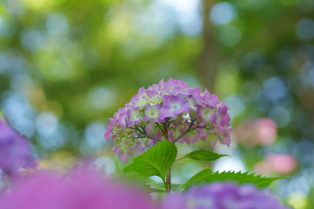 昼下がりの紫陽花