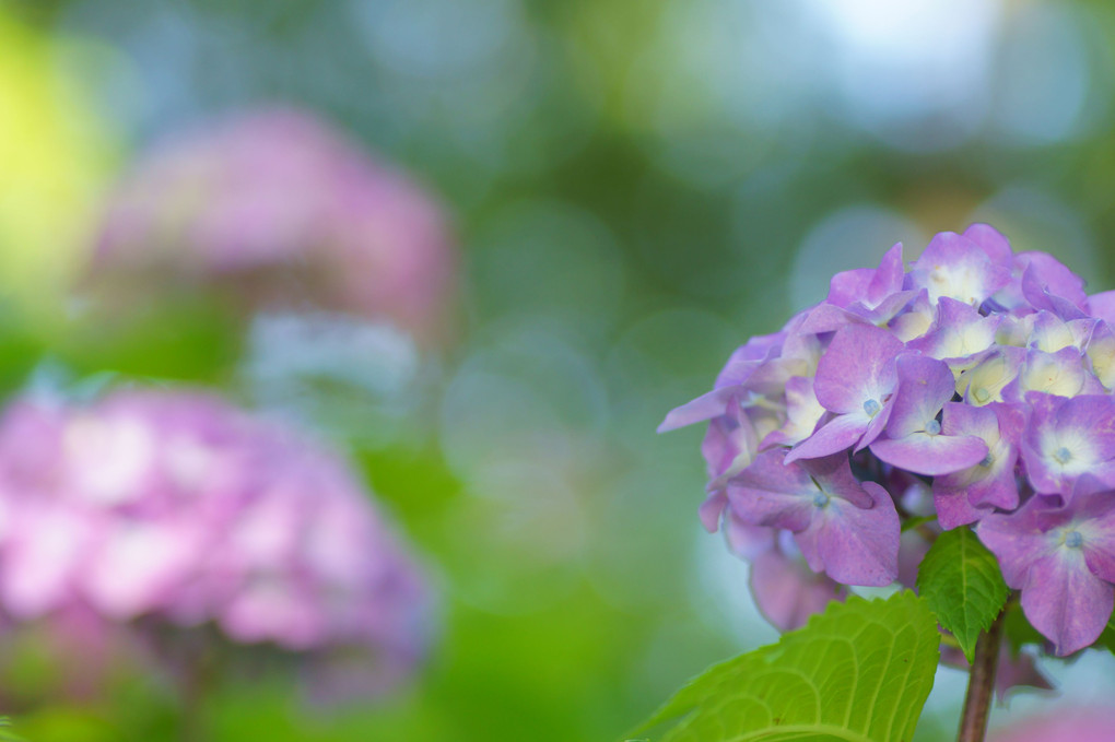 昼下がりの紫陽花