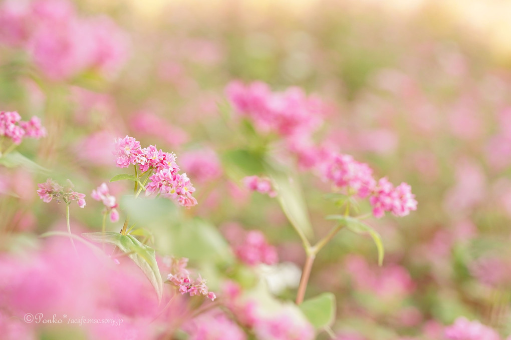 赤ソバの花畑