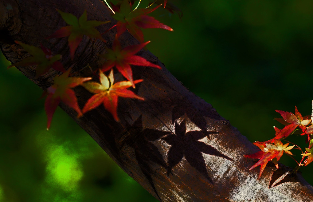 紅葉の輝き