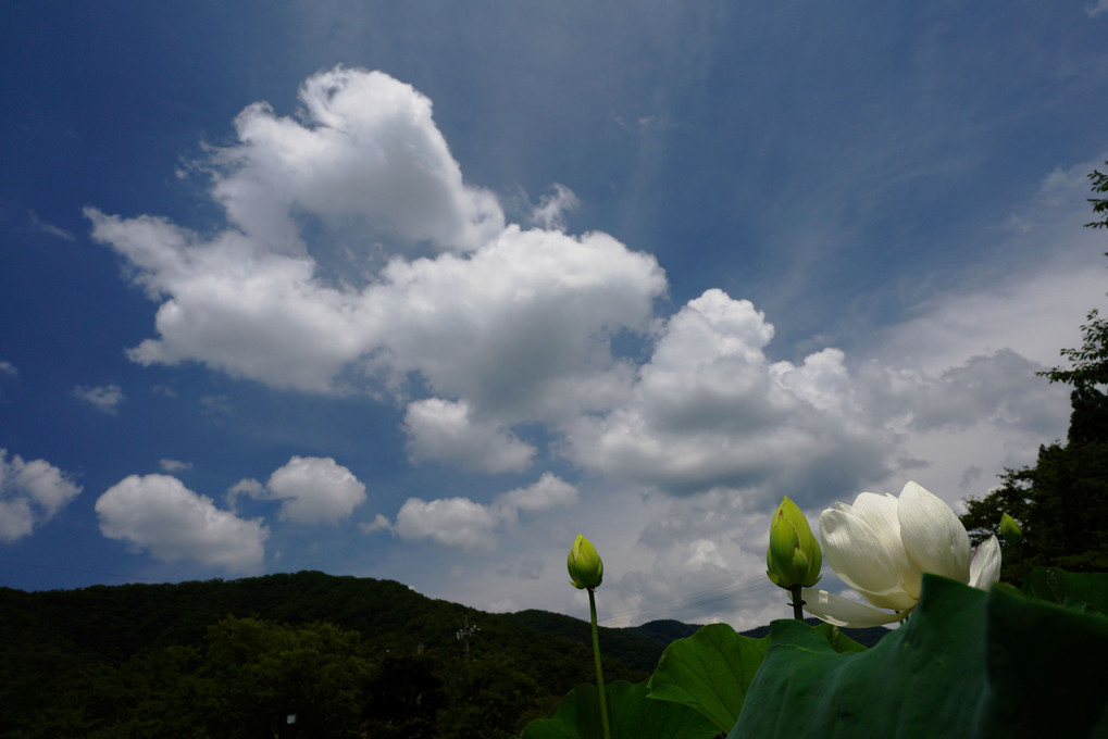 蓮と夏空