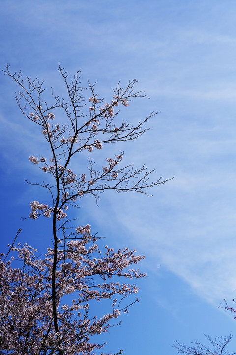春空と桜木