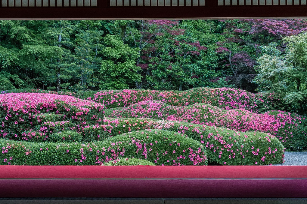 サツキ寺　滋賀：大池寺