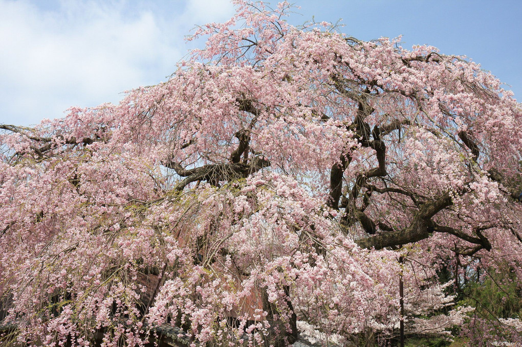 一本桜　- 奈良・滋賀 -