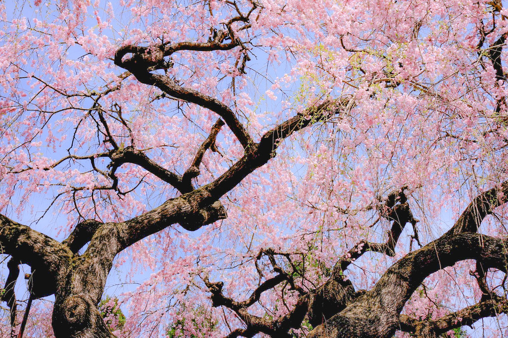 一本桜　- 奈良・滋賀 -