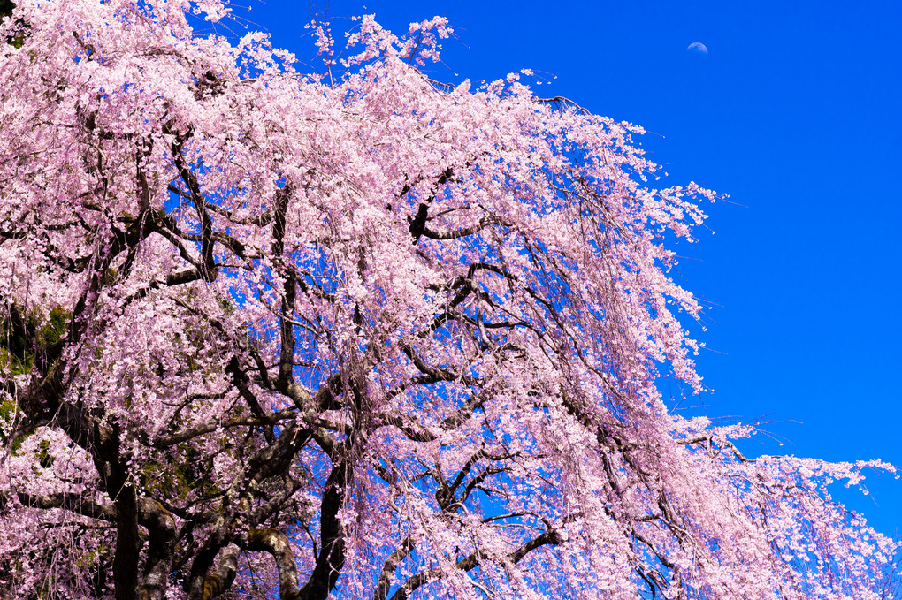 京北町の桜　