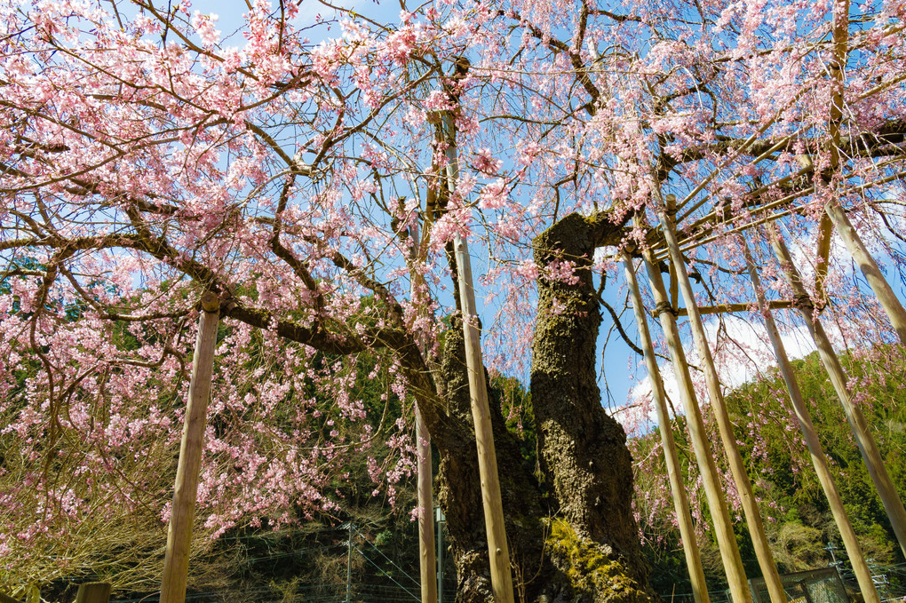 京北町の桜　