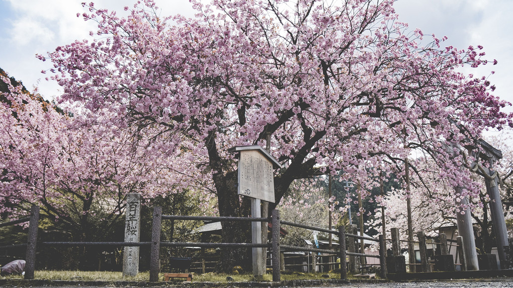 「黒田の百年桜」　- 春日神社 -