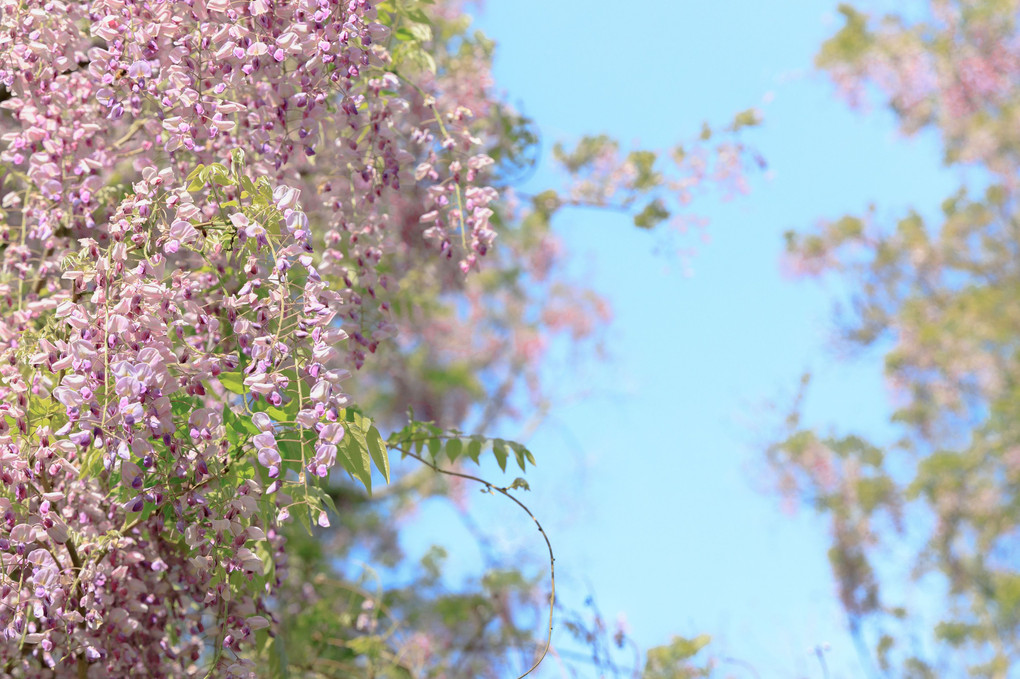 「花の藤波」　- 奈良公園一帯 -